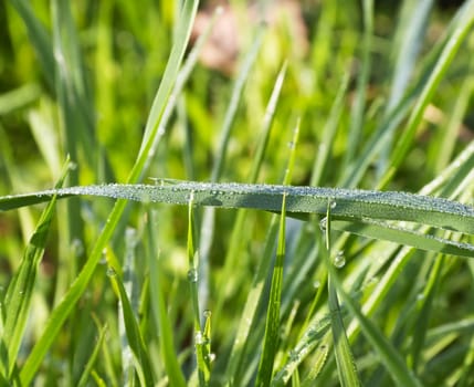 dew on the green grass