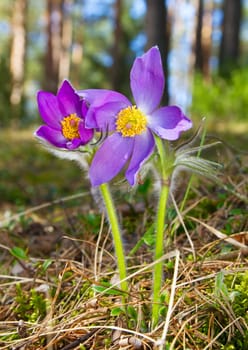 spring flowers