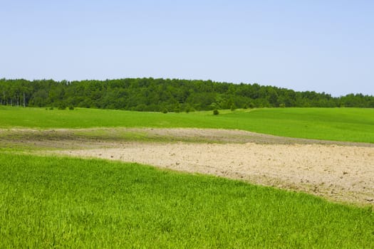 summer rural landscape