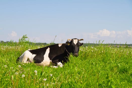 cow in the meadow