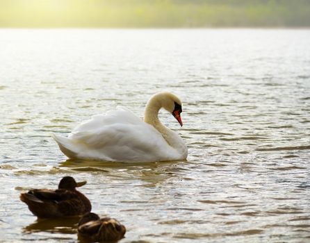 swan on lake