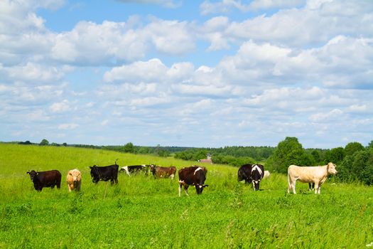 rural landscape with cows