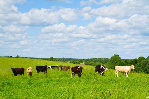 rural landscape with cows