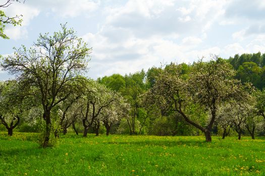 blossoming orchard