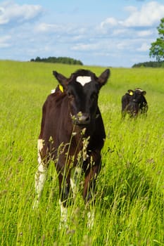 calf in a meadow