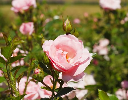 roses in the garden