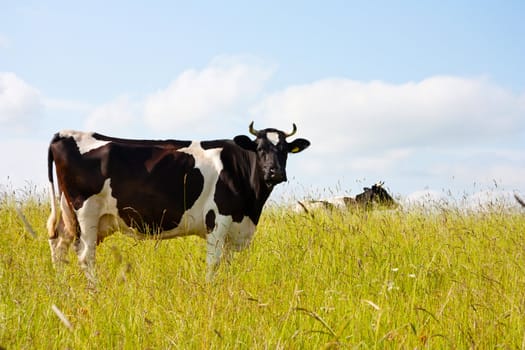 black cow in the meadow