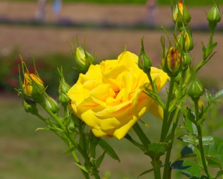 roses in the garden