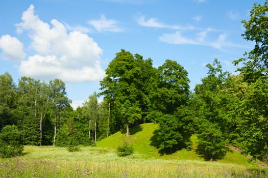 summer park, trees