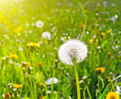 blowballs on meadow