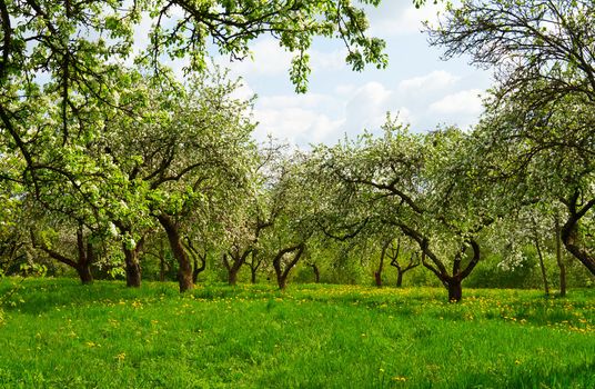 blossoming orchard