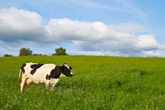 cow on spring meadow