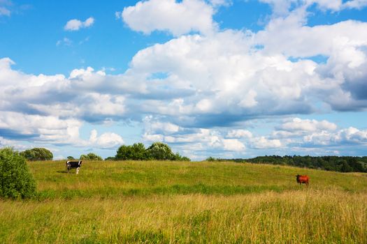 cows in the meadow, summer landscape