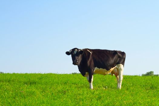 cow on meadow