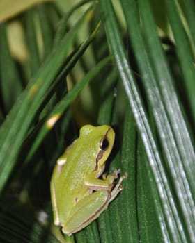 gorgeous tree frog on palm tree leaves in Kos, Greece