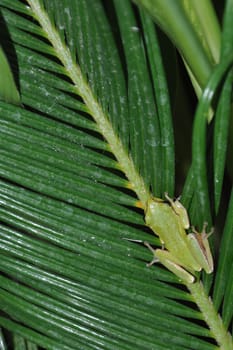 gorgeous tree frog on palm tree leaves in Kos, Greece
