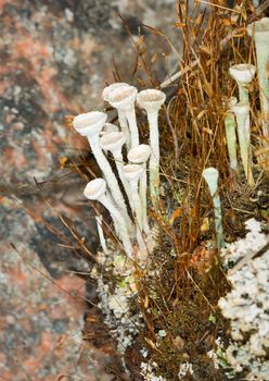 Photo close up of a wood lichen - Cladonia fimbriata