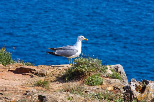 A proud seagull sitting in the sun 