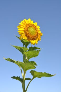 beautiful sunflower against blue sky background