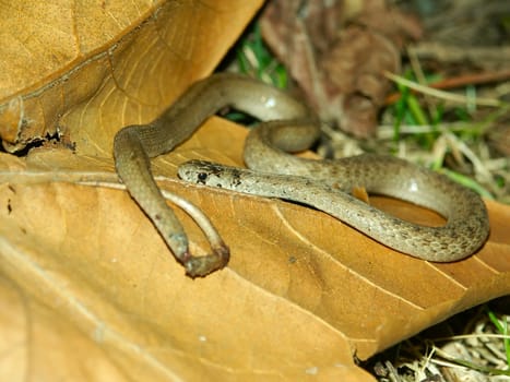 A Brown Snake (Storeria dekayi) at Kickapoo State Park in central Illinois.