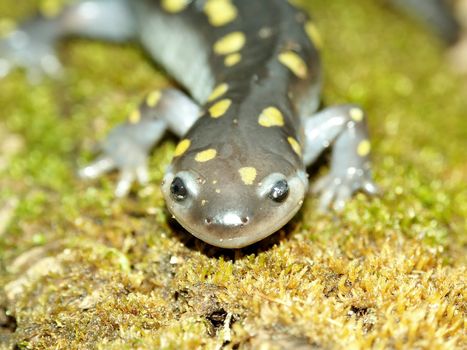 Spotted Salamander (Ambystoma maculatum) close-up in Illinois.