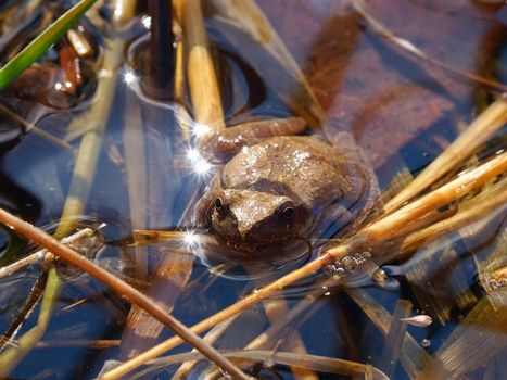 A Spring Peeper (Pseudacris crucifer) at Kickapoo State Park in central Illinois.