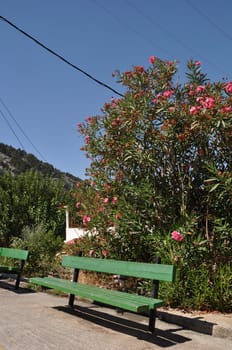 bright greek scene with green bench and pink tree in Zia village (Kos island)