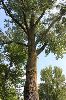 Pretty view up a large tree in northern Illinois.