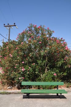 bright greek scene with green bench and pink tree in Zia village (Kos island)