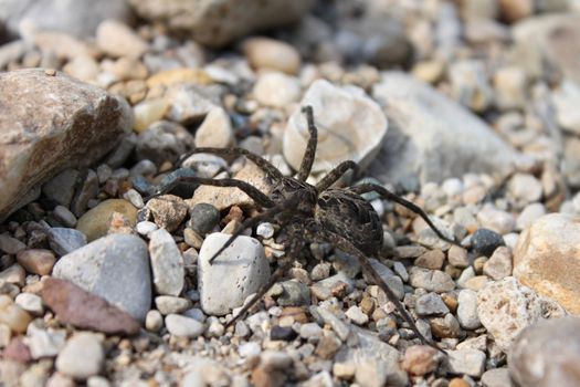 A Dark Fishing Spider (Dolomedes tenebrosus) in the dry creekbed of Illinois.