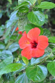 red hibiscus flower after a tropical storm in Maldives