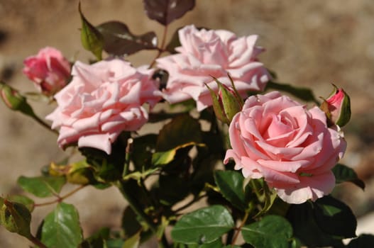 bright pink roses on a small home garden