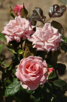 bright pink roses on a small home garden