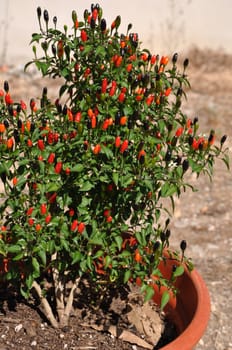 gorgeous red parsons potent pepper flower in vase