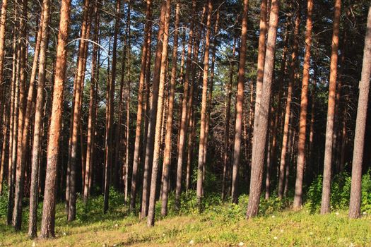 Summer natural landscape: edge of pine coniferous forest