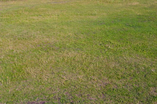 Fragment field, a real green color and natural texture. Live and withered grass