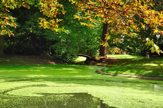 A pond in the summer park overgrown with duckweed.