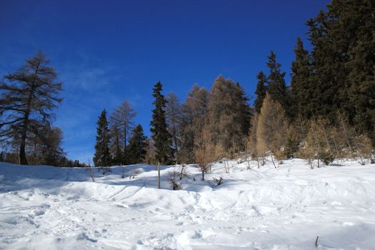 Winter snowy landscape in the Alps with fir trees by beautiful sunny weather, Switzerland