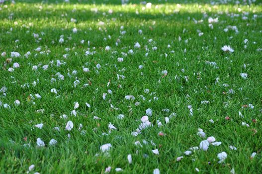 Lawn strewn with petals of cherry blossoms.

