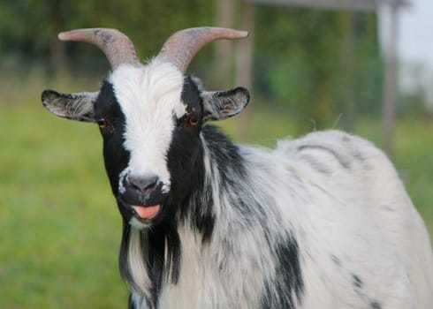 Portrait of a black and white goat with two beautiful horns