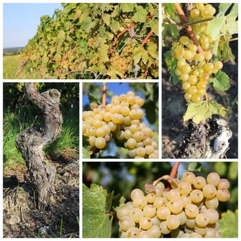 Collage of sunny green grapes surrounded by green leaves in a vineyard by summer