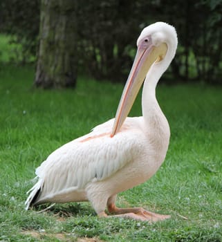 One pelican sitting on its bended feet on the green grass and turning its head behind