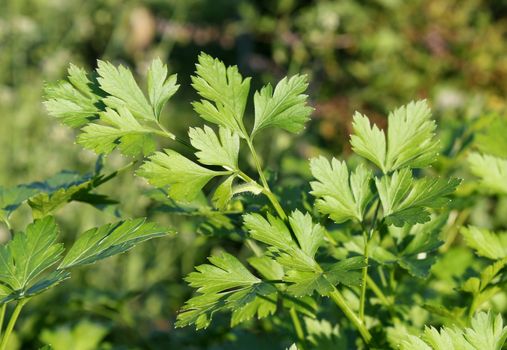 Close up of curly-leaved parsley by sunny weather