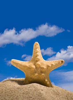 star fish and sand on blue sky background