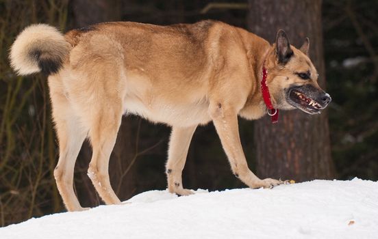 Aggressively looking dog walking in winter forest