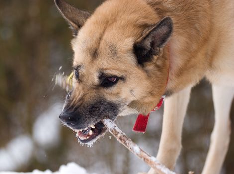 Aggressively looking dog with a stick in winter forest