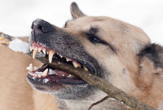 West Siberian Laika with large tusks gnawing a stick