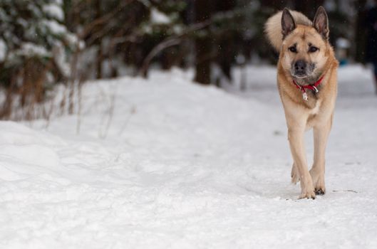 West Siberian Laika walking in winter forest