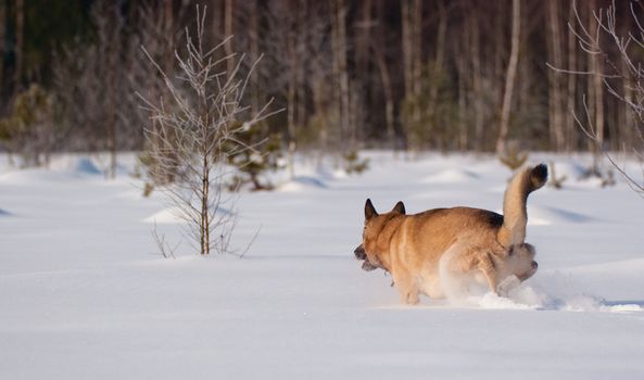 West Siberian Laika running on backcountry snow