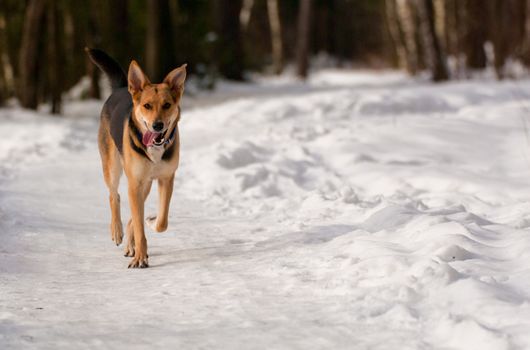 Dog running on snow in winter forest